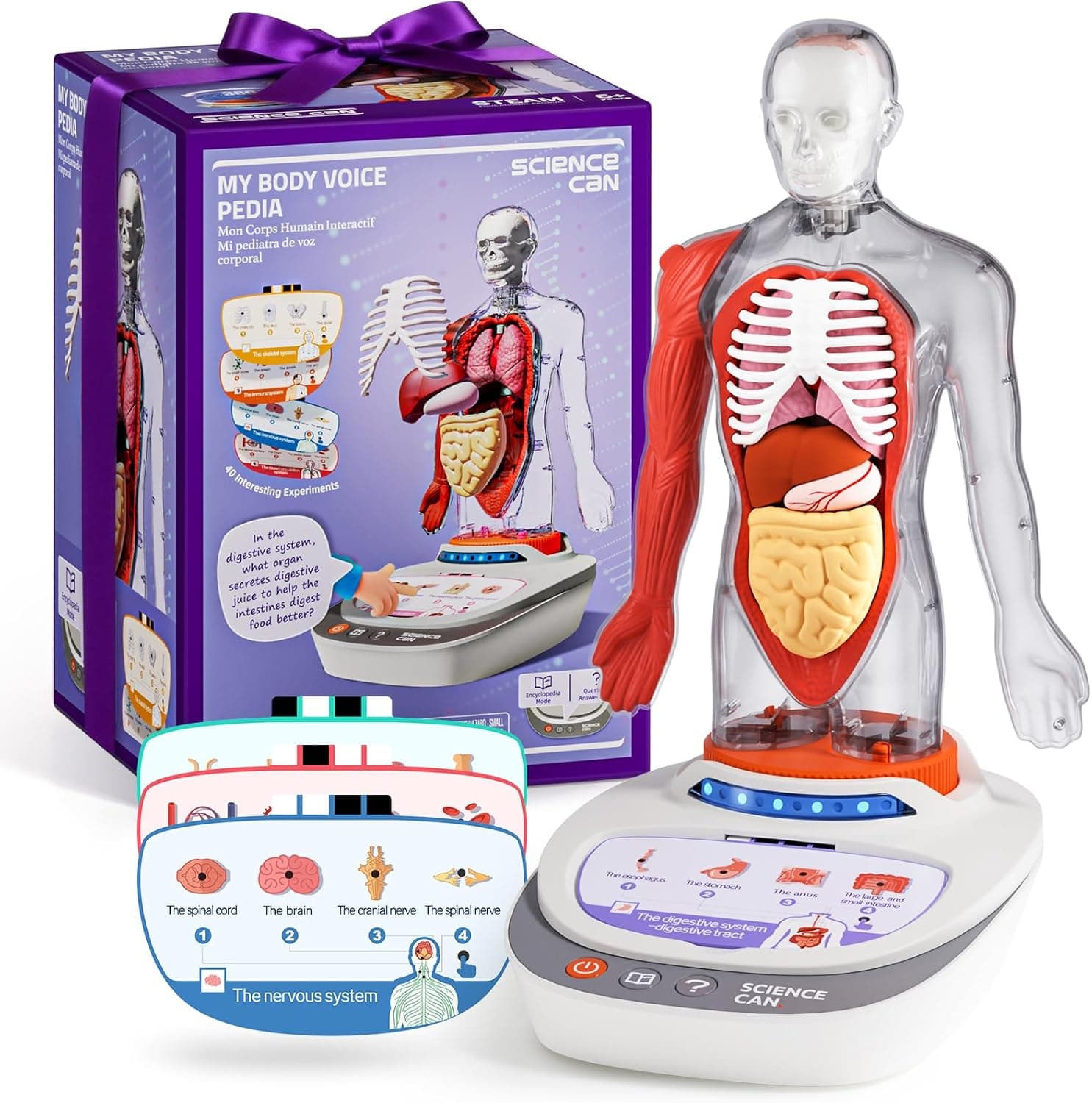 Science Can Human Body Model for Kids